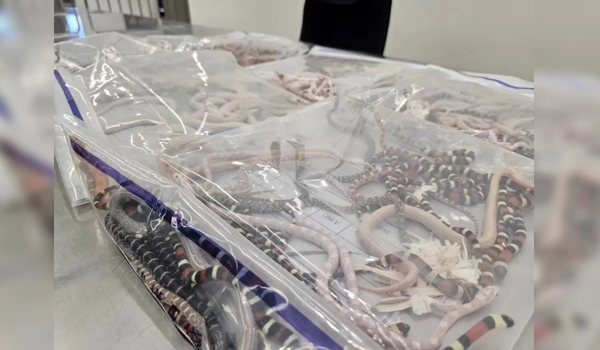 Man in China caught smuggling 100 live snakes in his trousers